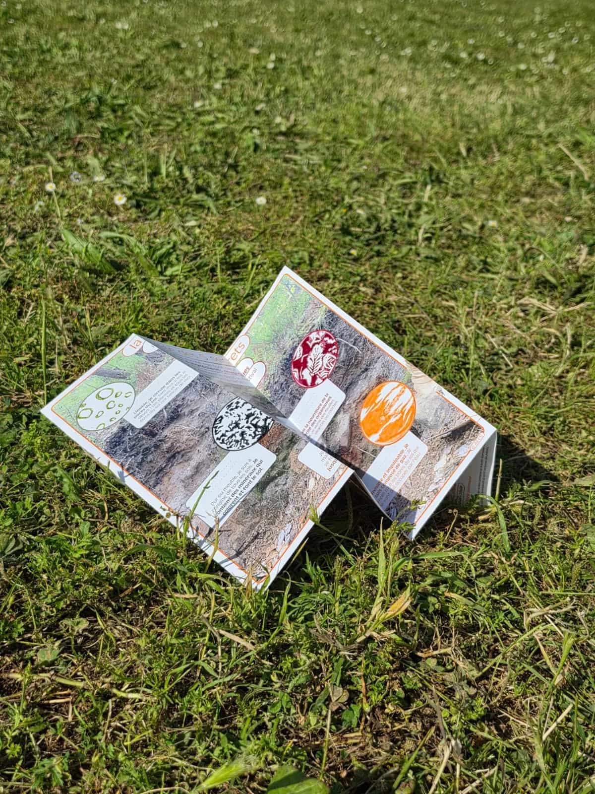 The folded leaflet standing on the grass in the sun