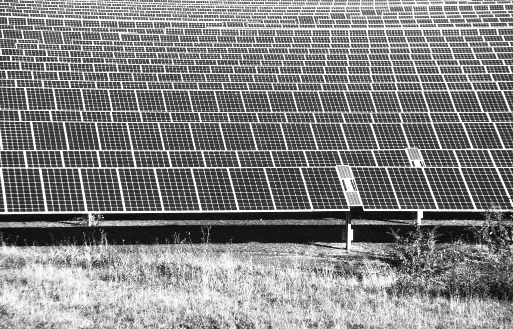A field of solar panels above tall grass, black and white